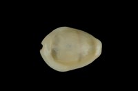 藏品(黃寶螺)的圖片